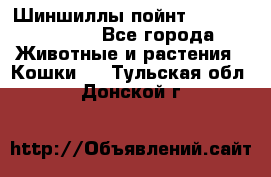 Шиншиллы пойнт ns1133,ny1133. - Все города Животные и растения » Кошки   . Тульская обл.,Донской г.